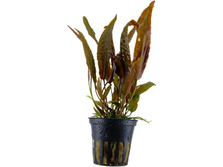 Pet ProductsCryptocoryne usteriana