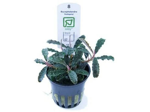 - Winter dog thick down jacketBucephalandra Kedagang potted Difficulty- Easy