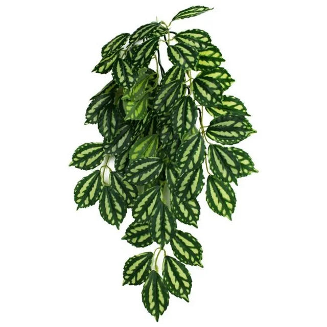 - Postoperative pet anti-licking Elizabethan collarKomodo TwoToned Leaf Hanging Plant