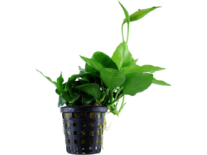 - Climbing pet constant temperature heating padAnubias barteri var. nana `Large`