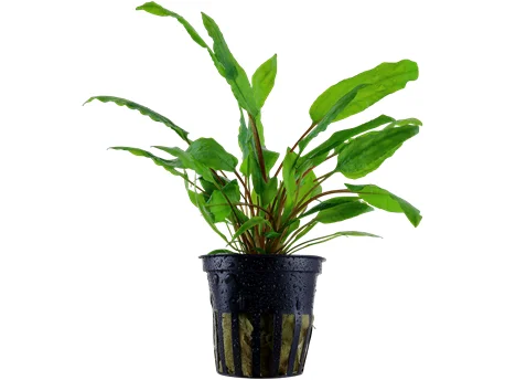 - Winter dog thick down jacketCryptocoryne wendtii `Green`