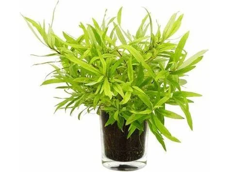 - Automatic induction pet water dispenserHygrophila corymbosa `Siamensis 53B`