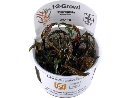 ---Hygrophila pinnatifida 1-2-Grow Difficulty- Medium