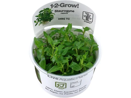 - Air box TSA certified check-inStaurogyne repens 1-2-Grow Difficulty- Easy