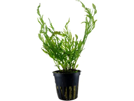 - Pet fence foldable indoorBolbitis heudelotii potted Difficulty- Medium