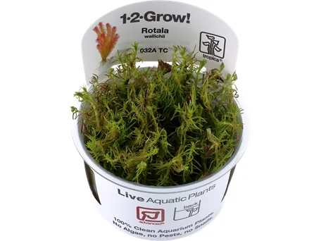 Pet ProductsRotala wallichii 1-2-Grow Difficulty- Advanced