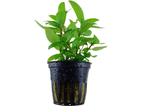 - Foldable and portable cat bagStaurogyne repens potted Difficulty- Easy