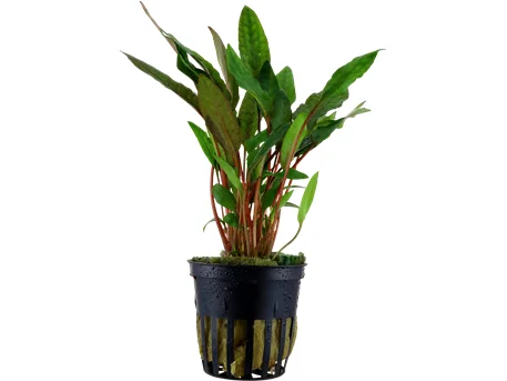 - Remote interactive pet feederCryptocoryne beckettii Petchii potted Difficulty- Easy