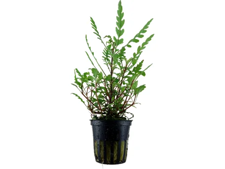 - Pet smart GPS locatorHygrophila pinnatifida potted Difficulty- Medium