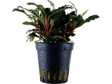 - Automatic temperature adjustment cat bedBucephalandra sp. Red potted Difficulty- Easy