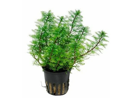 - ​​Christmas pet Christmas clothingMyriophyllum mattogrossense