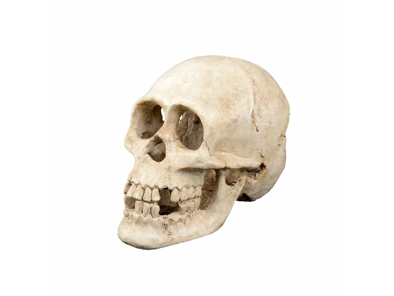  -Non-contact cat thermometerTD SKULL