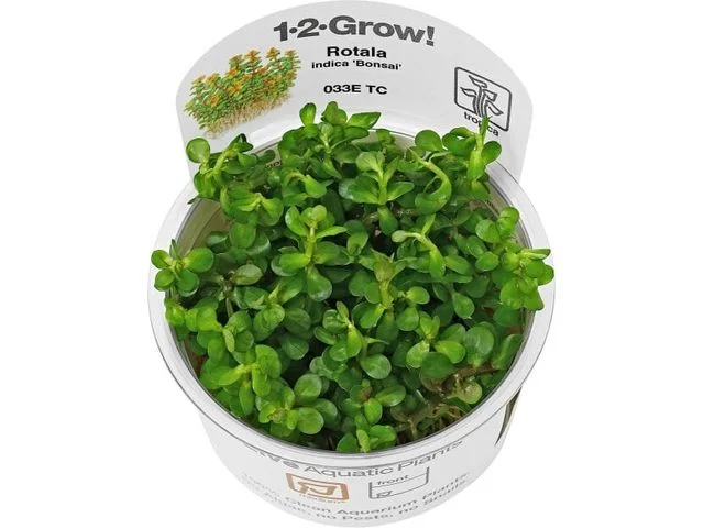 - Deodorizing cat litter tofu litterRotala indica `Bonsai`